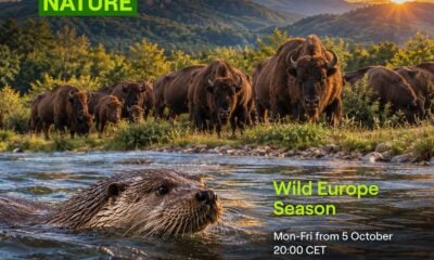 Кадър от „Сезон на дивата Европа“ по Viasat Nature
